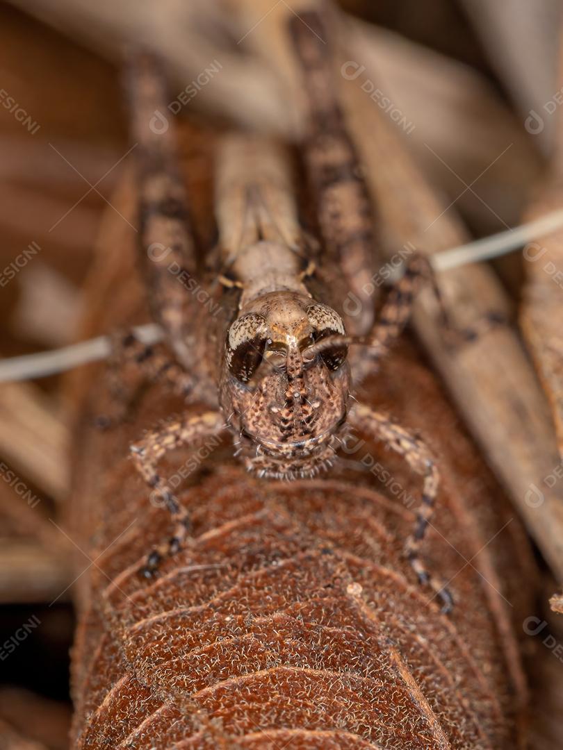 Ninfa Gafanhoto de Chifres Curtos da Família Acrididae