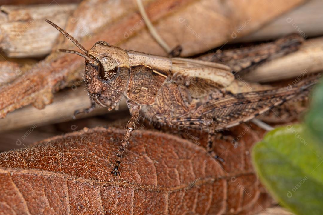 Ninfa Gafanhoto de Chifres Curtos da Família Acrididae