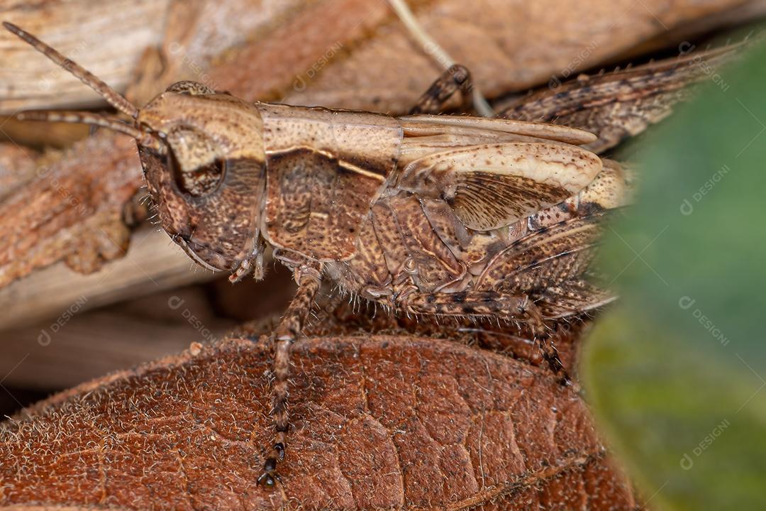Ninfa Gafanhoto de Chifres Curtos da Família Acrididae