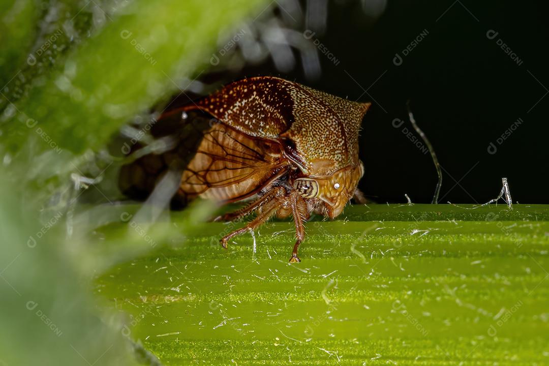 Buffalo Treehopper adulto da tribo Ceresini