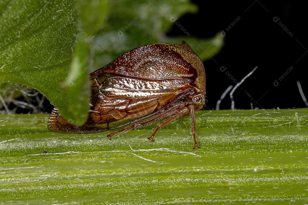 Buffalo Treehopper adulto da tribo Ceresini