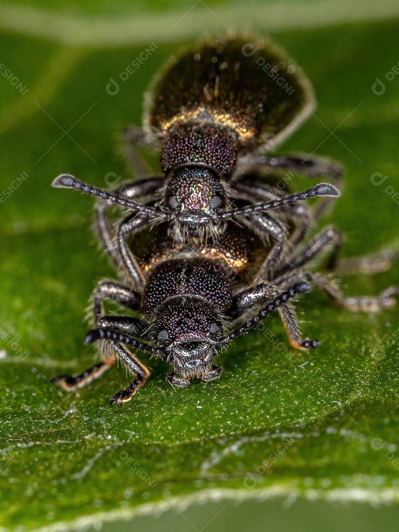Besouros de articulação longa adultos da espécie Lagria villosa acoplamento