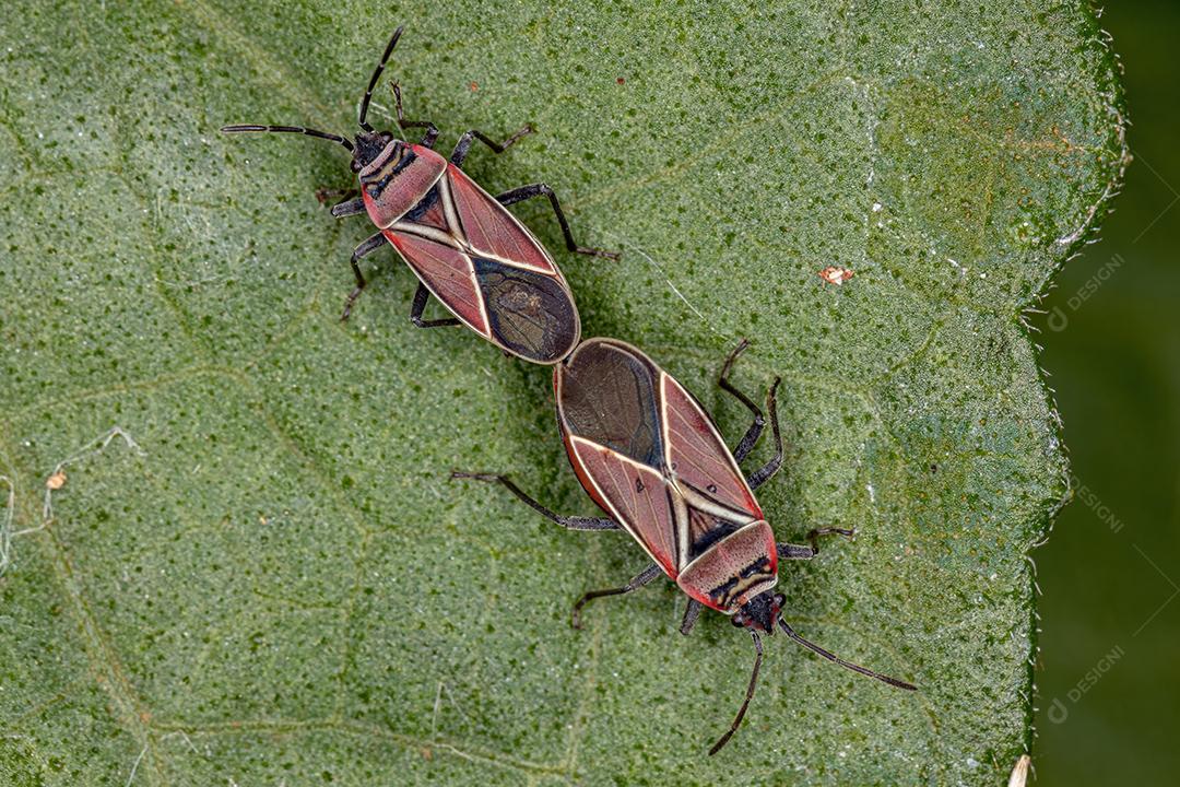 Percevejos-semente cruzados-brancos adultos do gênero Neacoryphus acoplamento