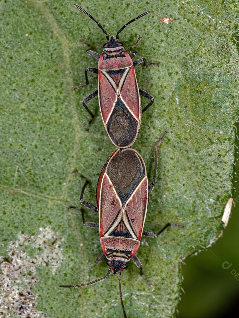Percevejos-semente cruzados-brancos adultos do gênero Neacoryphus acoplamento