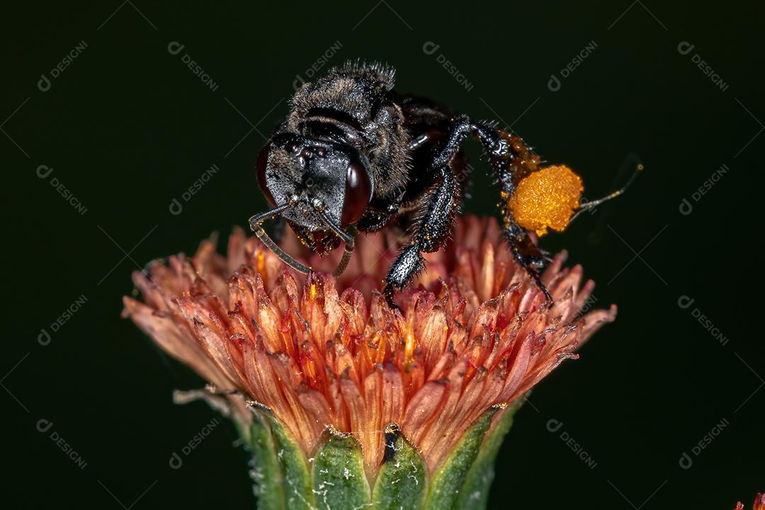 Abelha sem ferrão adulta do gênero Trigona em flor Emilia
