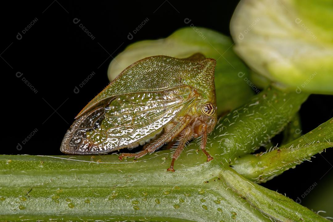 Buffalo Treehopper adulto da tribo Ceresini