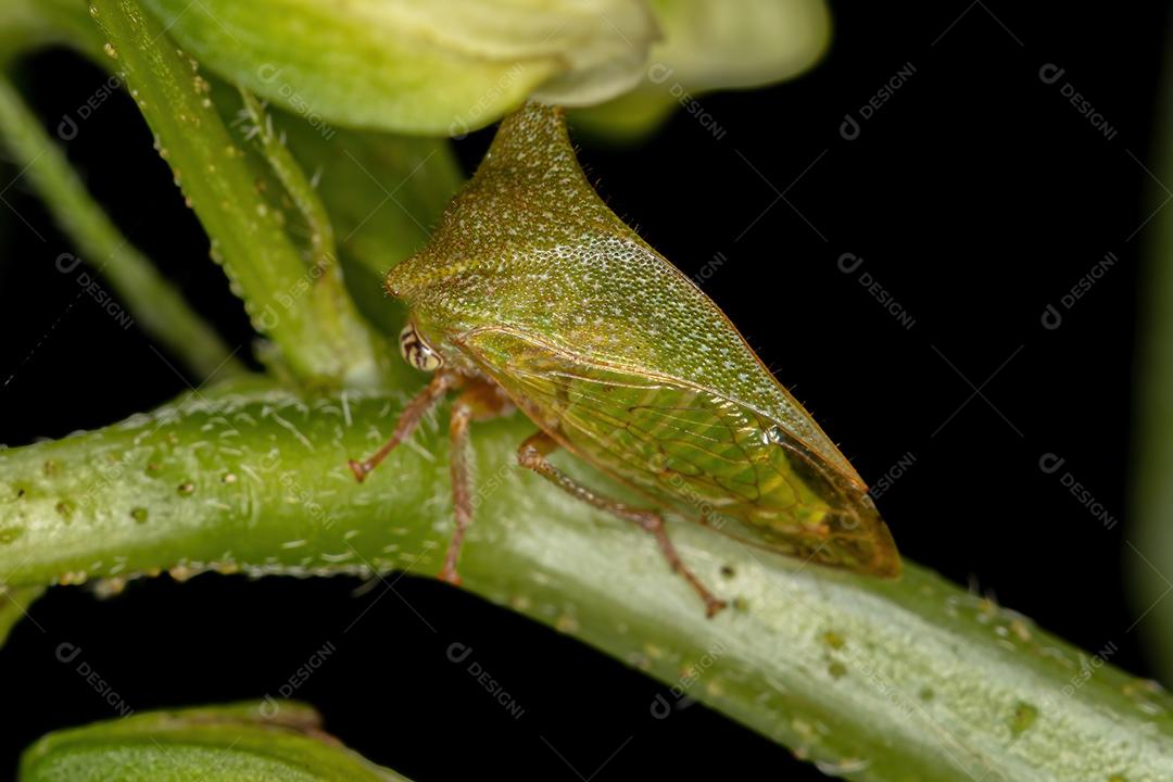 Buffalo Treehopper adulto da tribo Ceresini