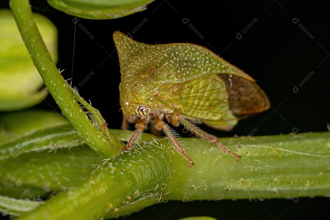Buffalo Treehopper adulto da tribo Ceresini