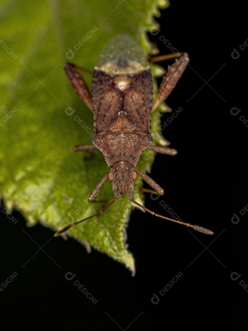 Inseto de planta sem cheiro adulto do gênero Harmostes