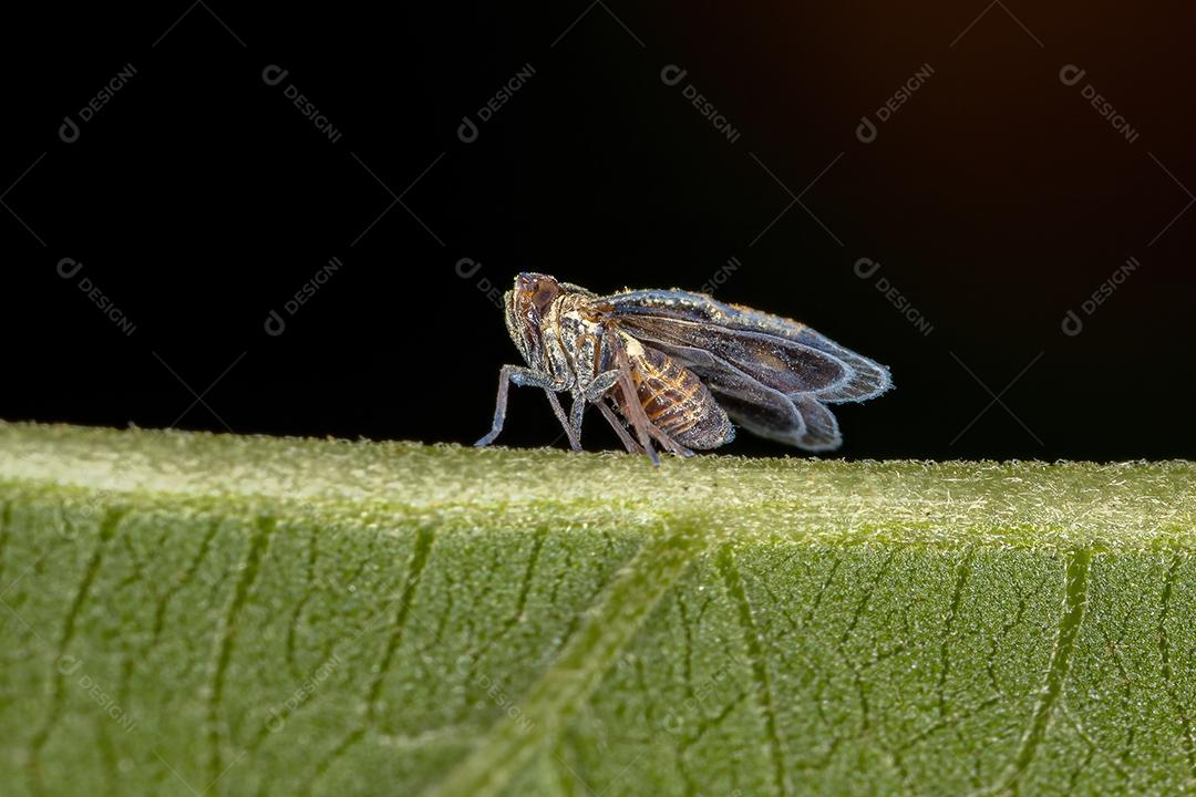 Planthopper pequeno adulto da família Cixiidae