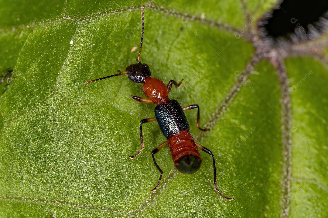 Besouro Whiplash adulto do gênero Paederus