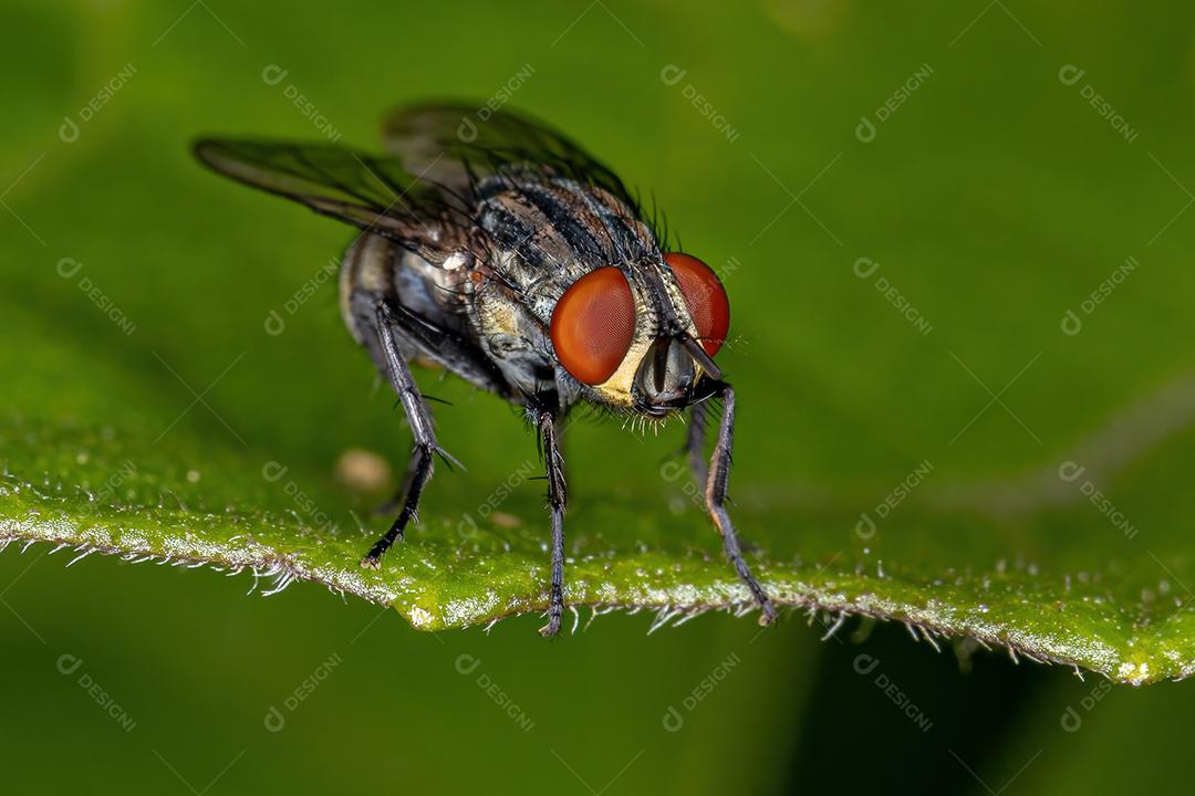 Mosca de carne adulta da família Sarcophagidae