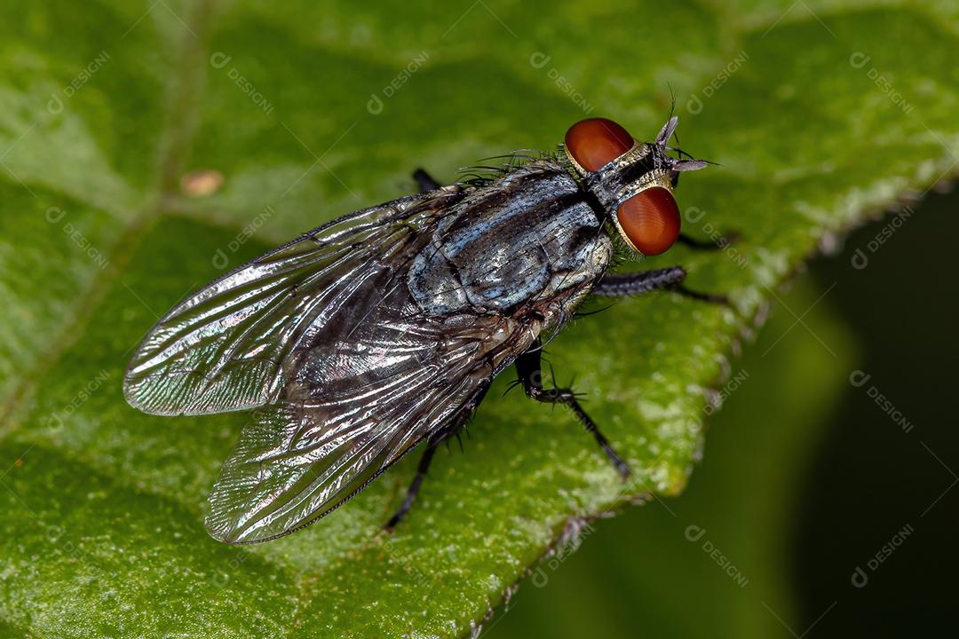 Mosca de carne adulta da família Sarcophagidae