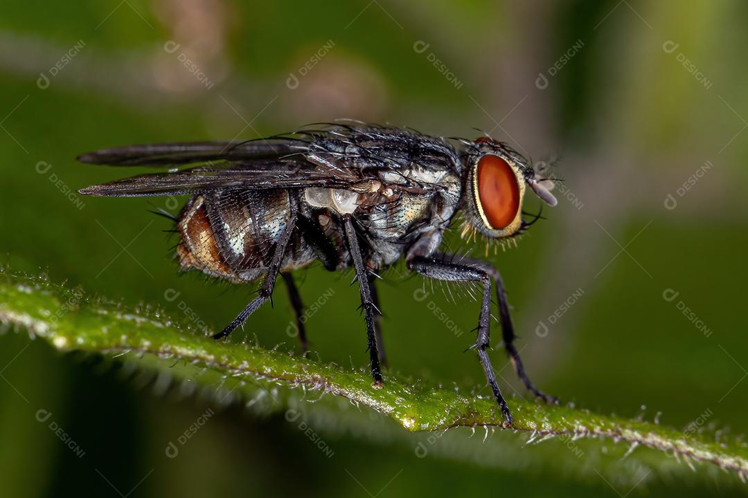 Mosca de carne adulta da família Sarcophagidae