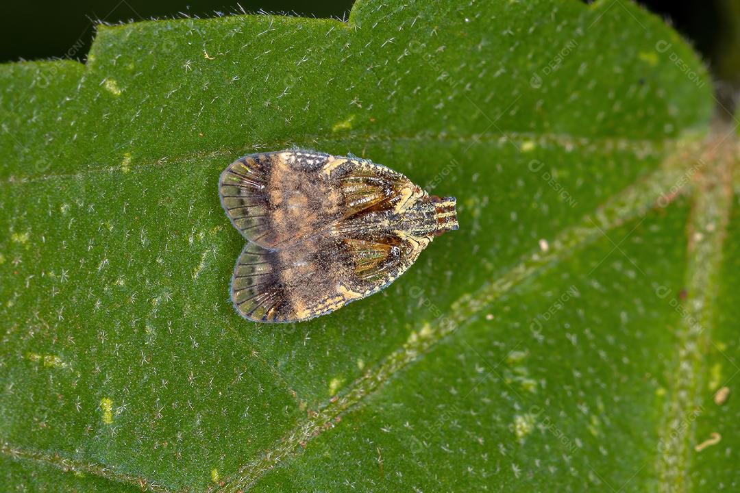 Planthopper pequeno adulto da família Cixiidae