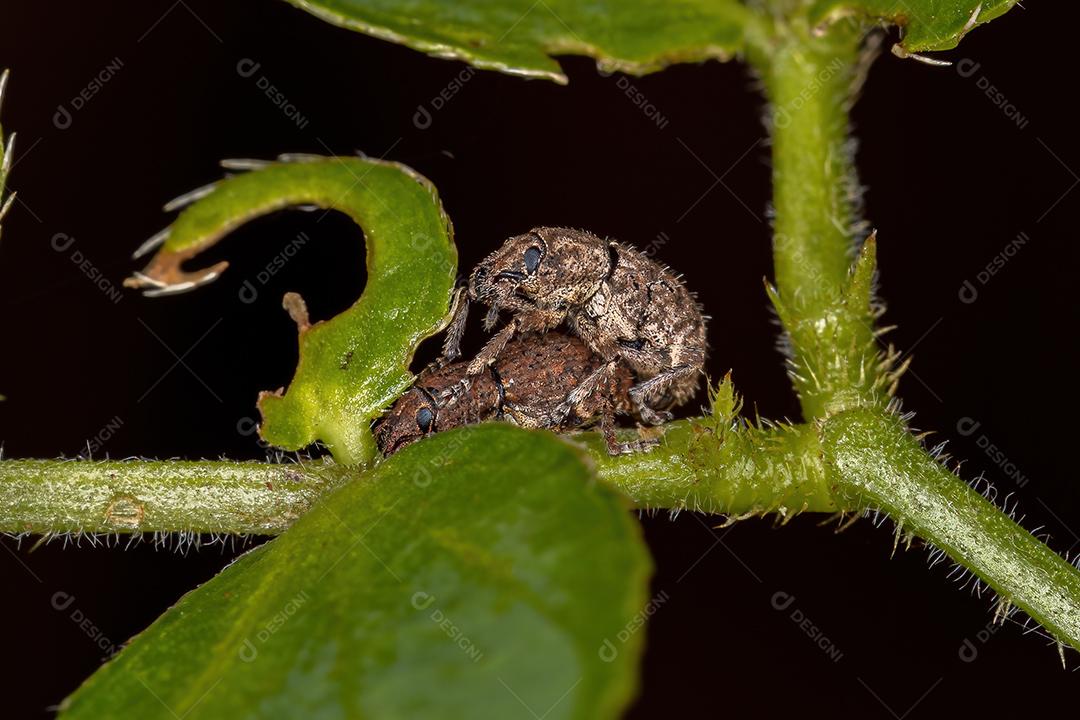 Gorgulhos de nariz largo adultos do acoplamento Tribe Eudiagogini