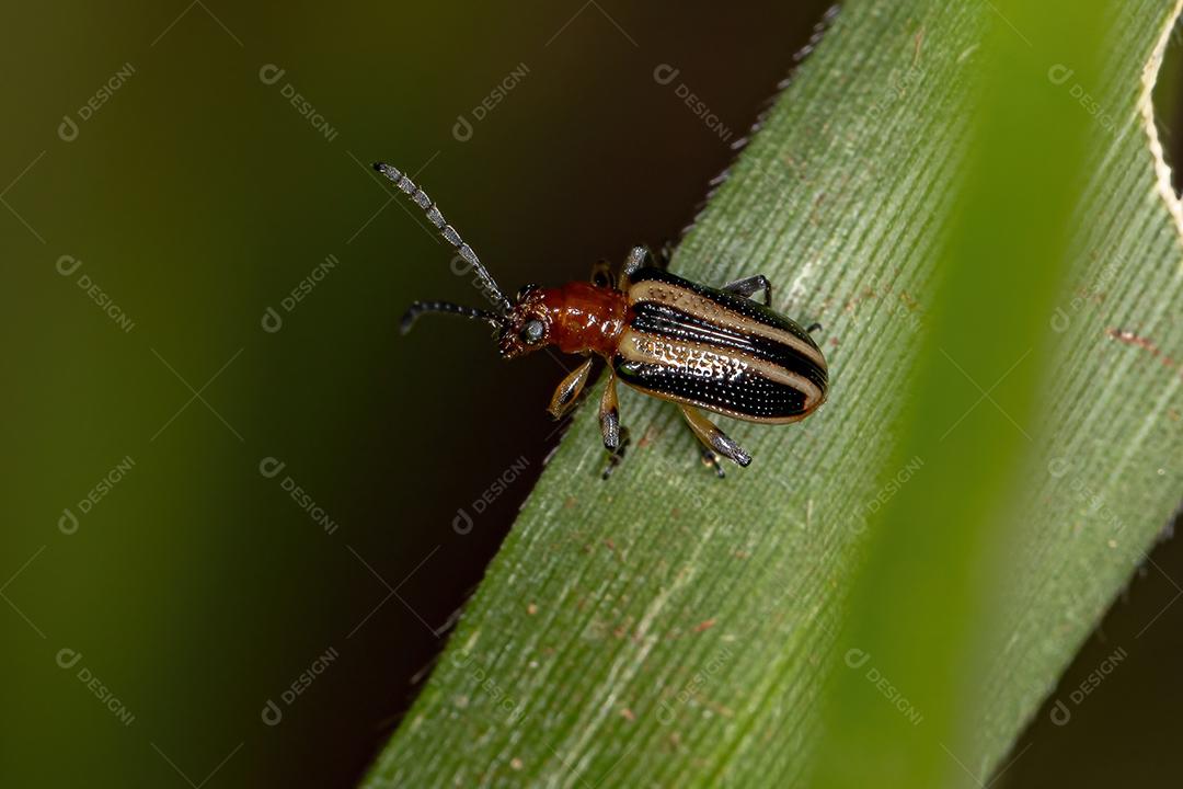 Besouro de folha adulto da família Chrysomelidae