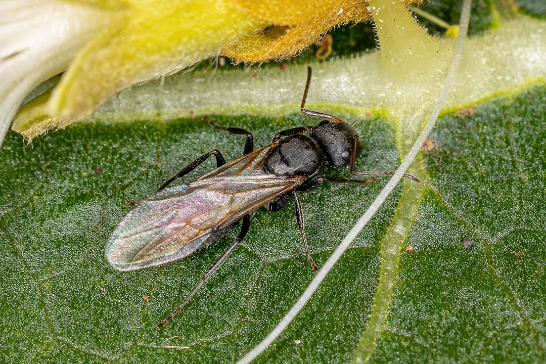Formiga de carpinteiro alado fêmea adulta do gênero Camponotus