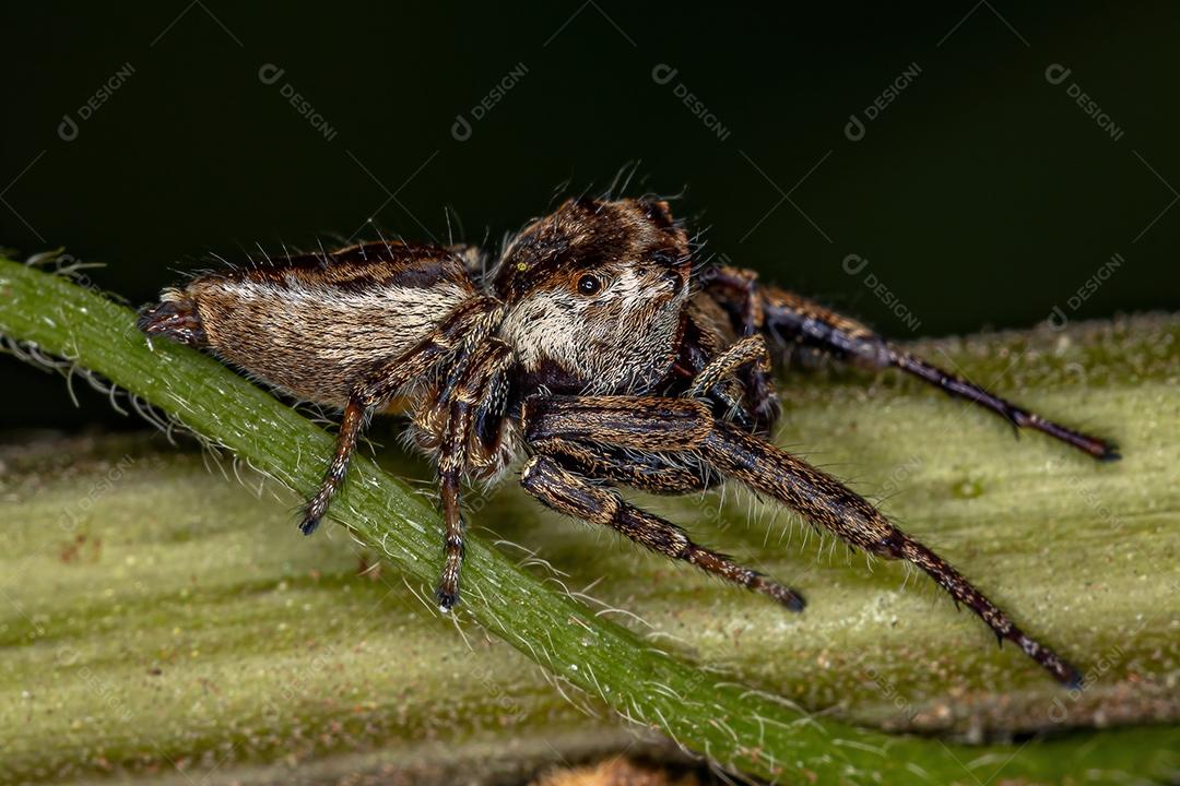 Pequena aranha saltadora da subtribo Dendryphantina