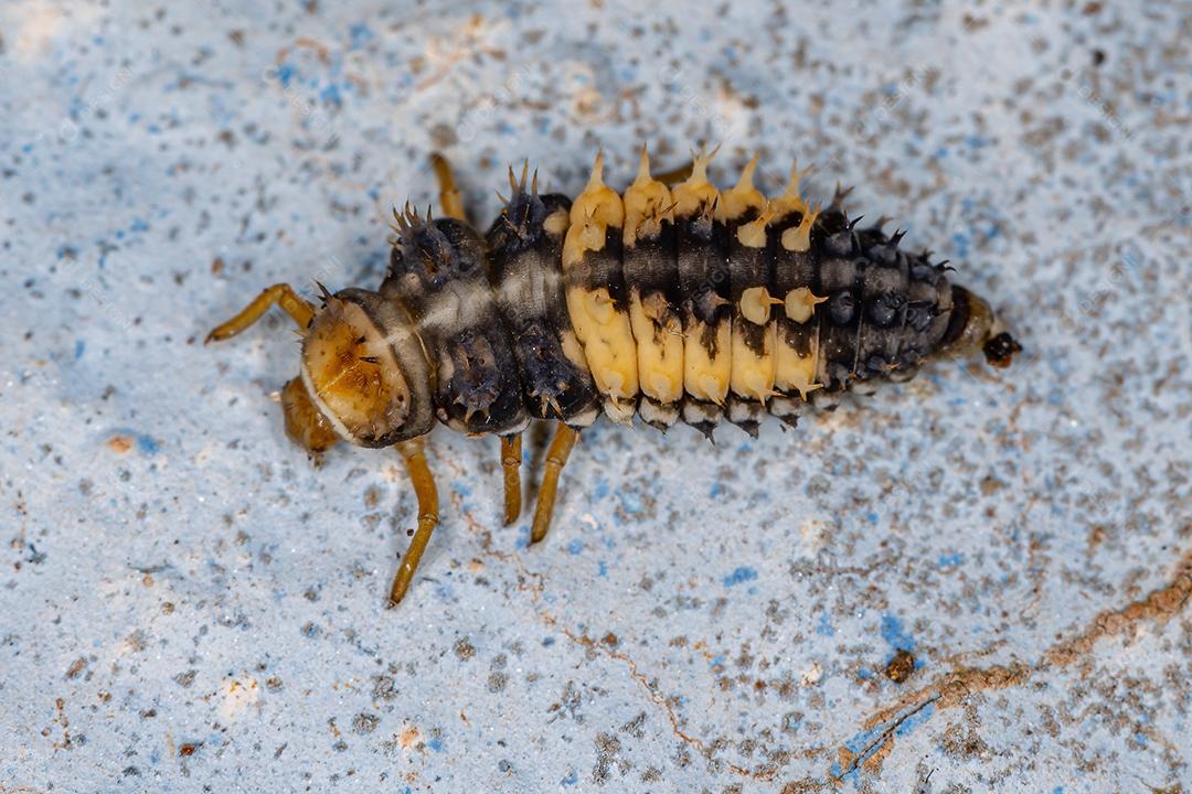 Lady Beetle Larva asiática da espécie Harmonia axyridis