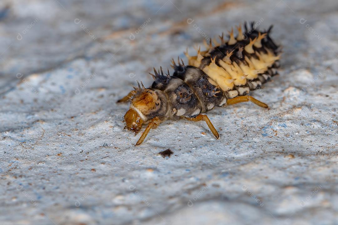 Lady Beetle Larva asiática da espécie Harmonia axyridis