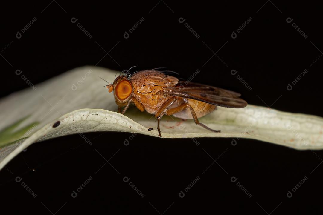 Mosca Acaliptrada Adulta do Zoosubseção Acalyptratae