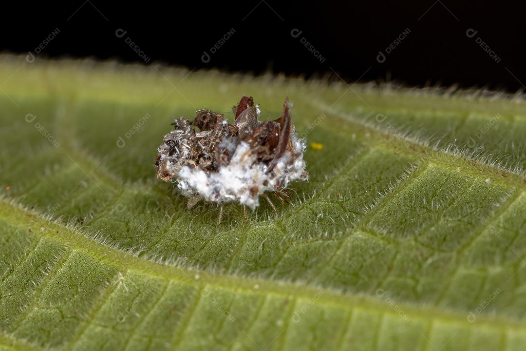 Larva crisopídeo verde da família Chrysopidae