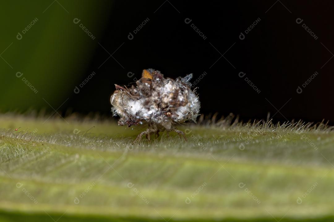 Larva crisopídeo verde da família Chrysopidae