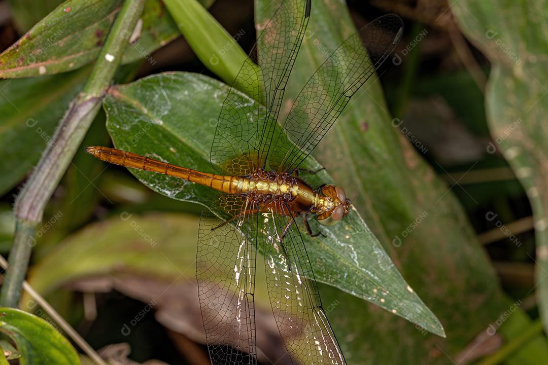 Inseto Dragonlet adulto do gênero Erythrodiplax