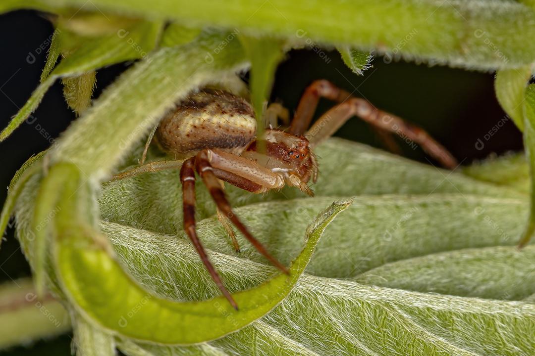 Aranha-caranguejo fêmea adulta da família Thomisidae