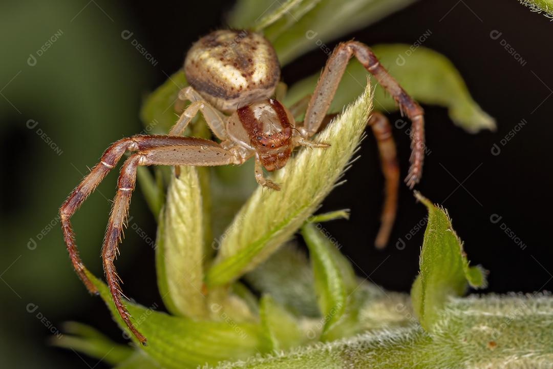 Aranha-caranguejo fêmea adulta da família Thomisidae