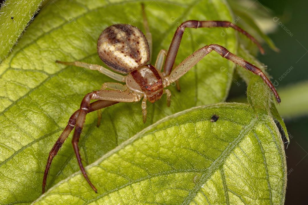 Aranha-caranguejo fêmea adulta da família Thomisidae