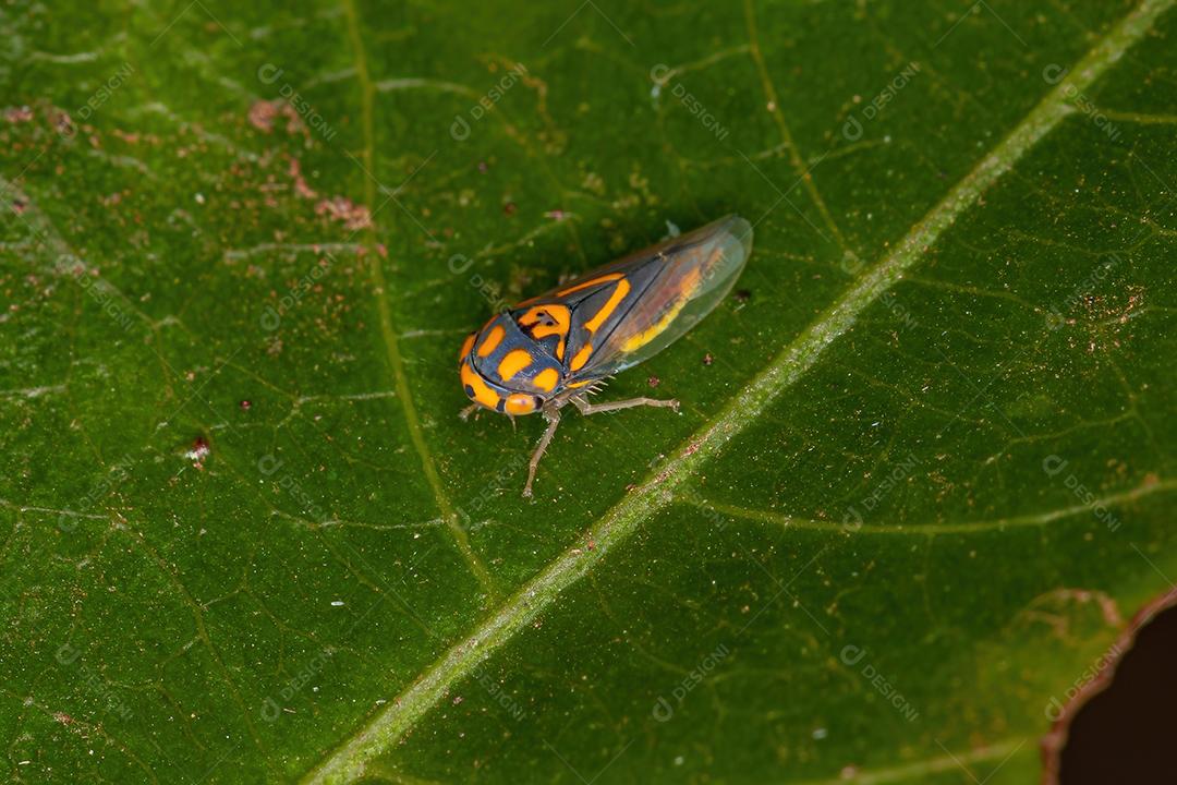 Cigarrinha Típica Adulto do Gênero Brazosa