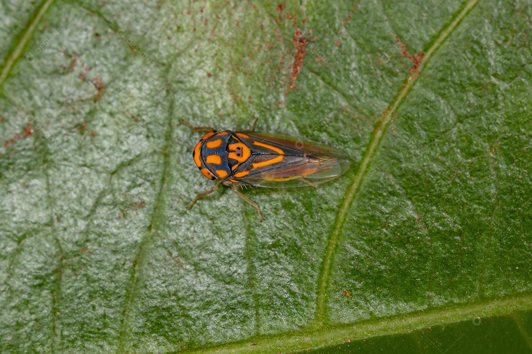 Cigarrinha Típica Adulto do Gênero Brazosa