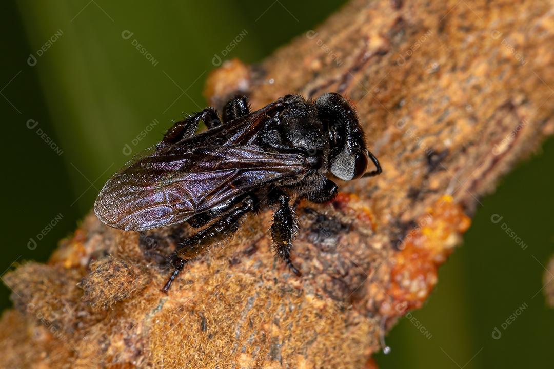 Abelha sem ferrão fêmea adulta do gênero Trigona