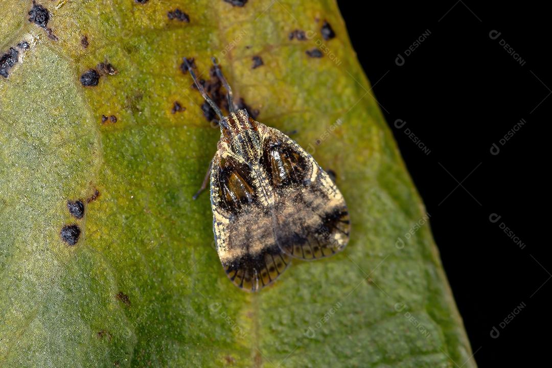 Planthopper pequeno adulto da família Cixiidae