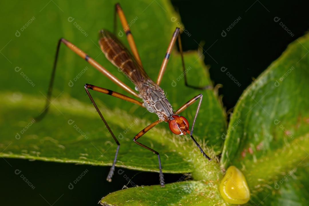 Mosca Pernilonga Adulta do Gênero Micropeza