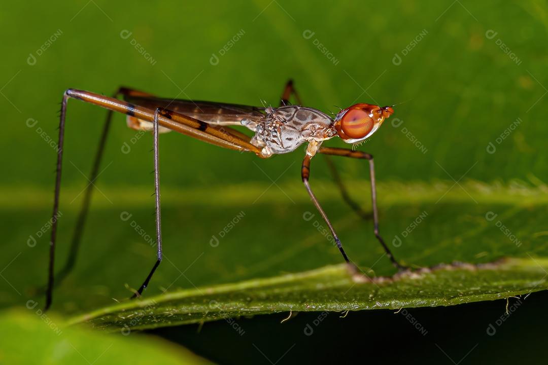 Mosca Pernilonga Adulta do Gênero Micropeza