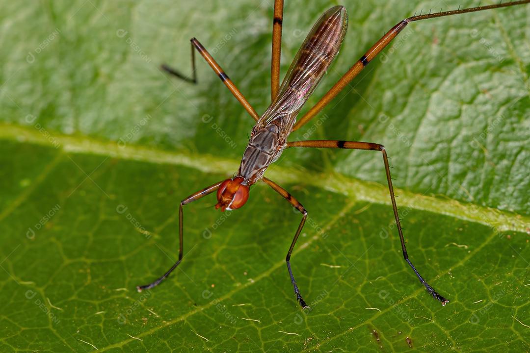Mosca Pernilonga Adulta do Gênero Micropeza
