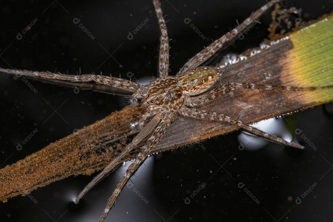 Aranha Trechaleid adulta da família Trechaleid é uma espécie de aranha aquática