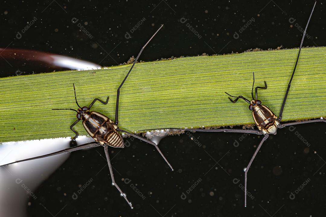 Inseto Water Strider da Subfamília Trepobatinae