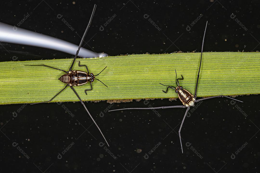 Inseto Water Strider da Subfamília Trepobatinae