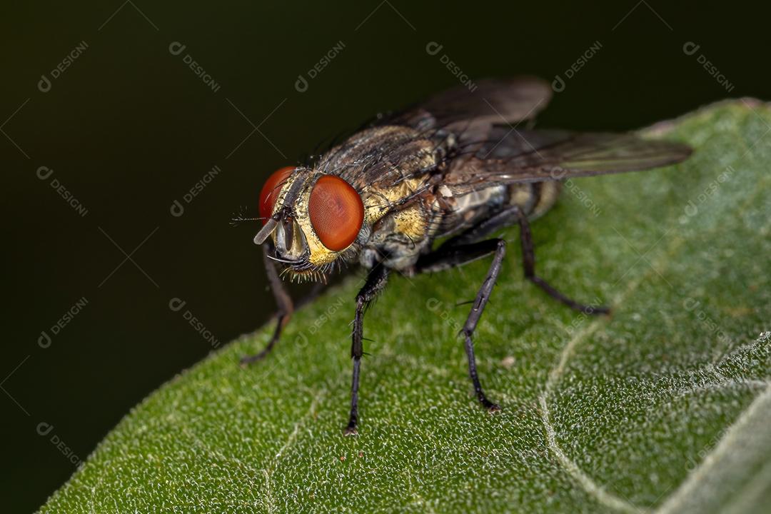 Mosca de carne adulta da família Sarcophagidae