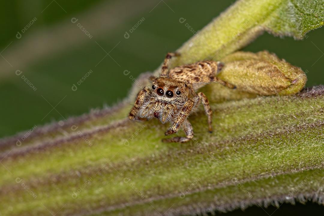 Pequena aranha saltadora da subtribo Dendryphantina