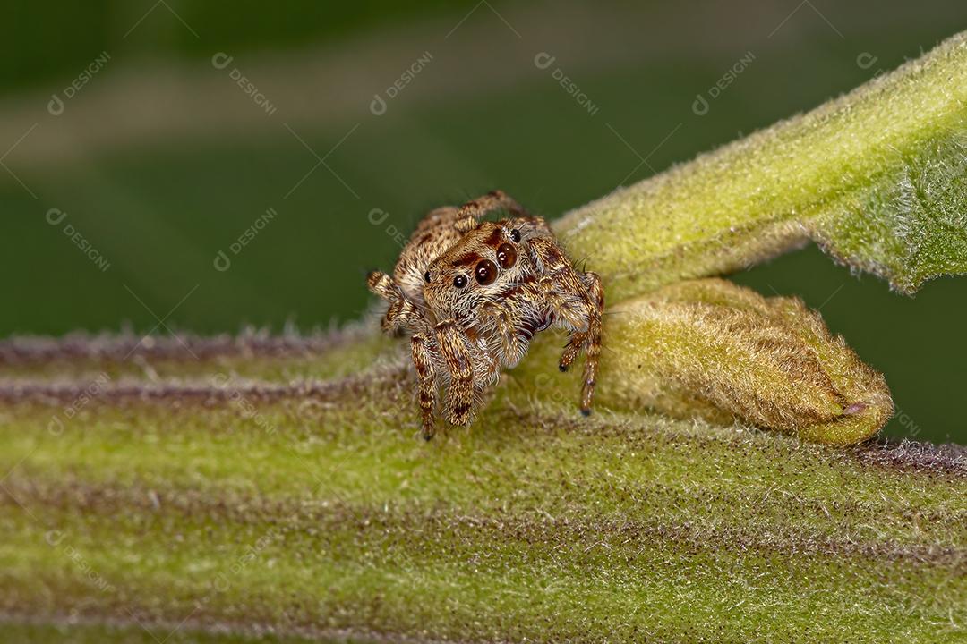Pequena aranha saltadora da subtribo Dendryphantina