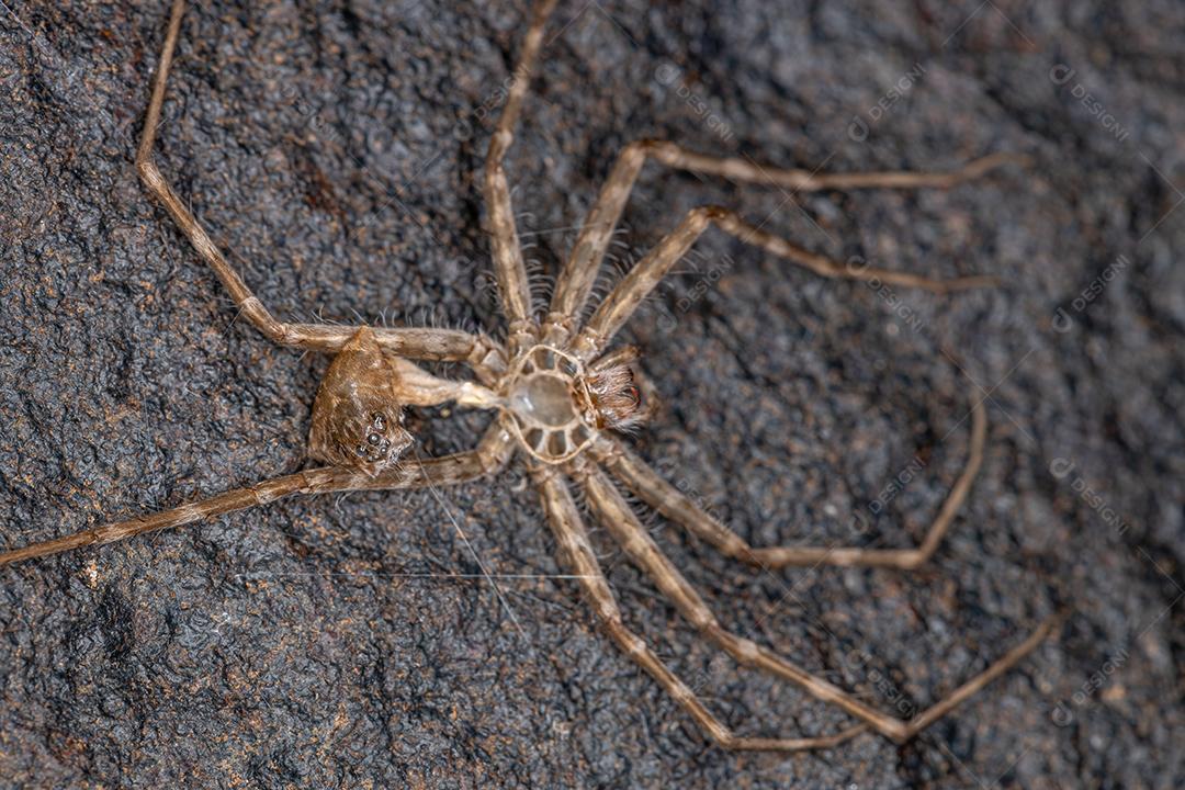 Pequena aranha Trechaleid da família exoesqueleto Trechaleid