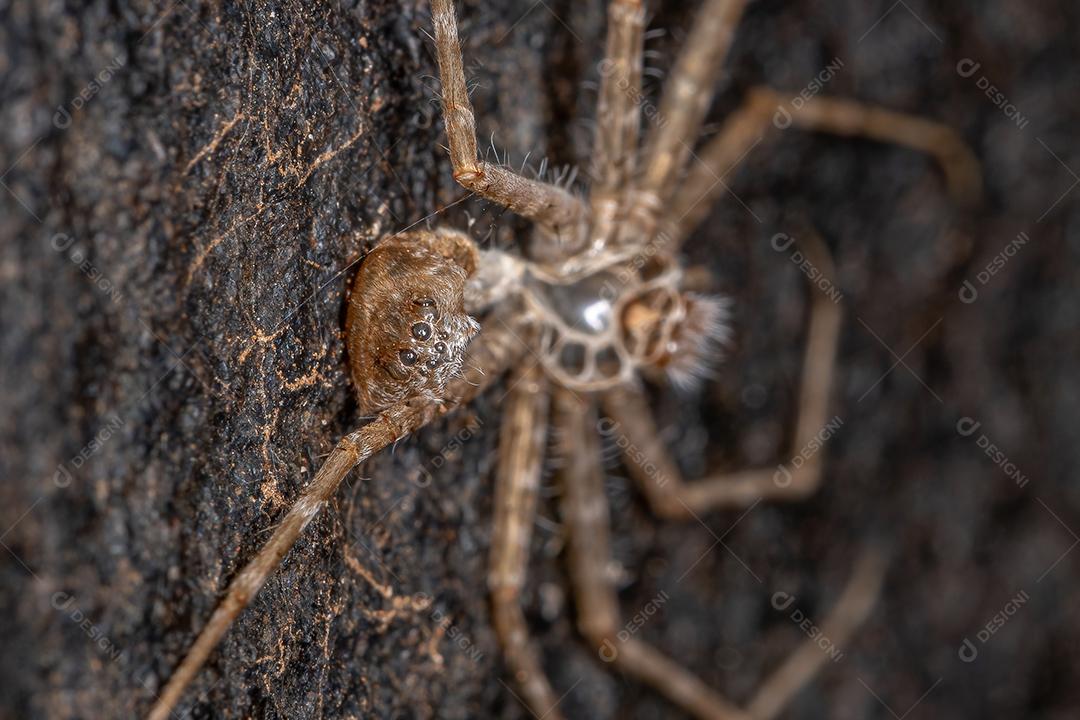 Pequena aranha Trechaleid da família exoesqueleto Trechaleid