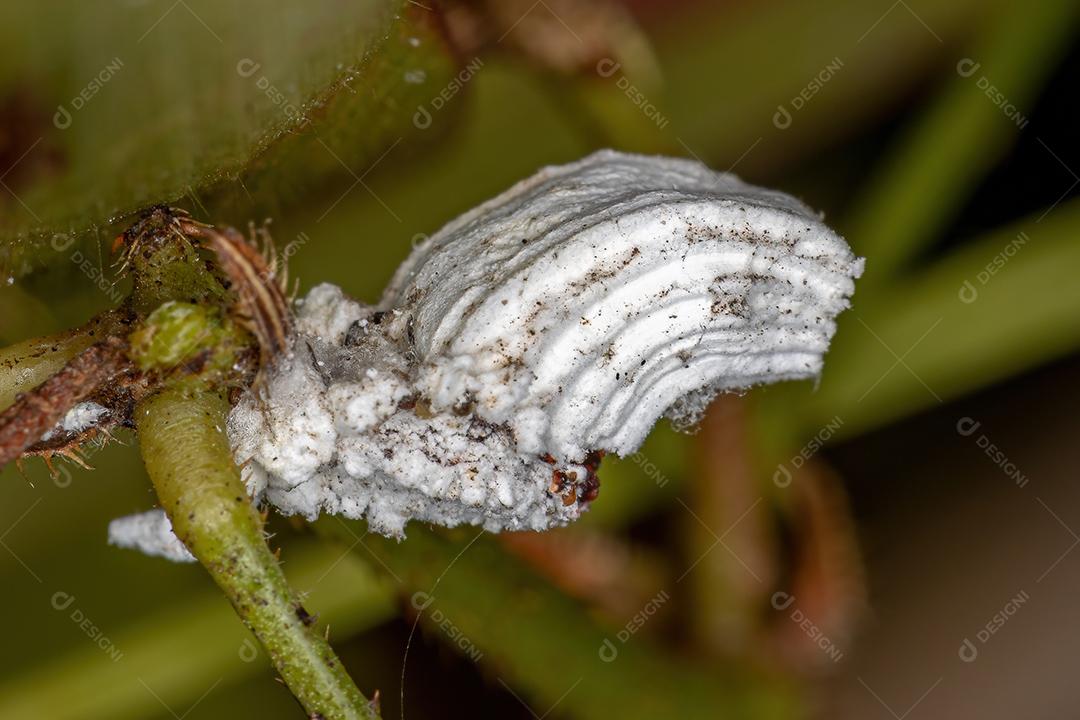 Insetos de escama branca da superfamília Coccoidea