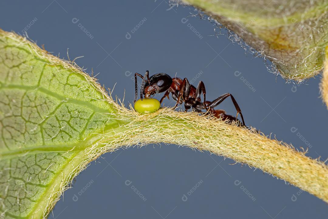 Formiga vermelha adulta do gênero Pseudomyrmex comendo no nectário extrafloral de uma planta