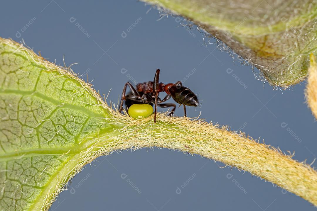 Formiga vermelha adulta do gênero Pseudomyrmex comendo no nectário extrafloral de uma planta
